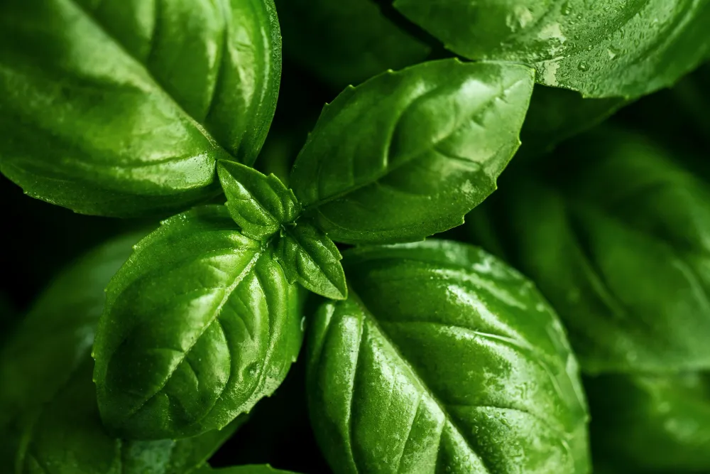 Basil