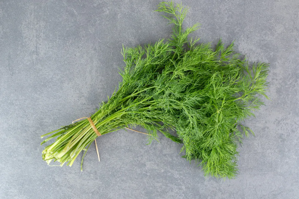 Dill