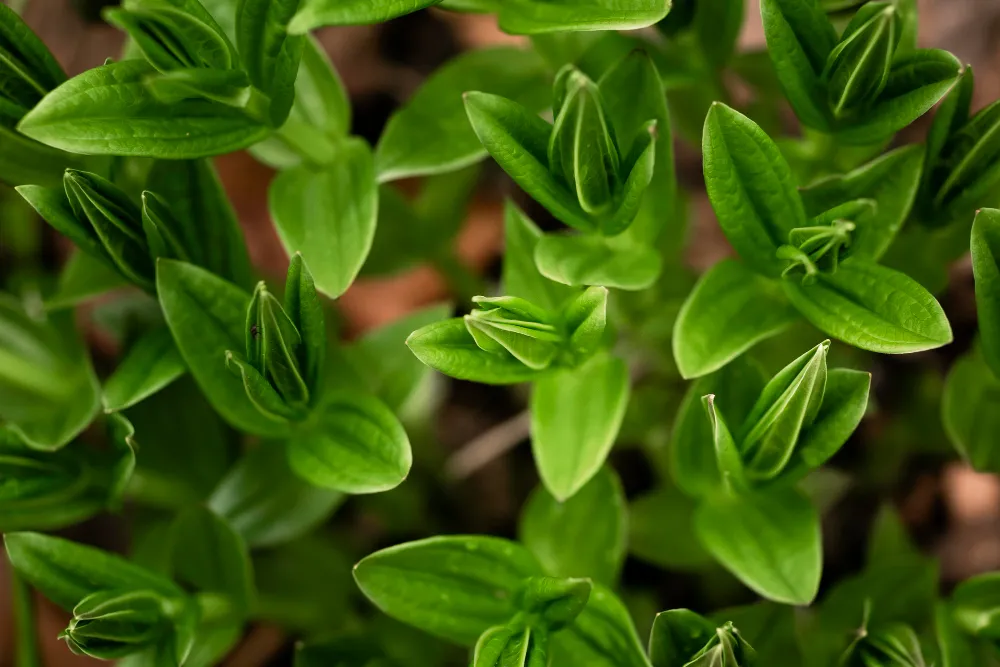 Marjoram